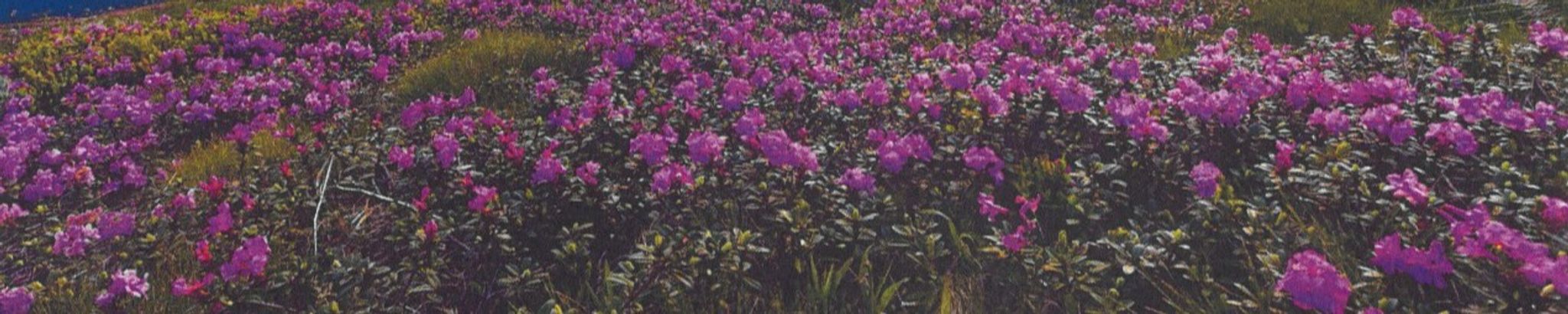 Cover for Karin I. Woods's Obituary