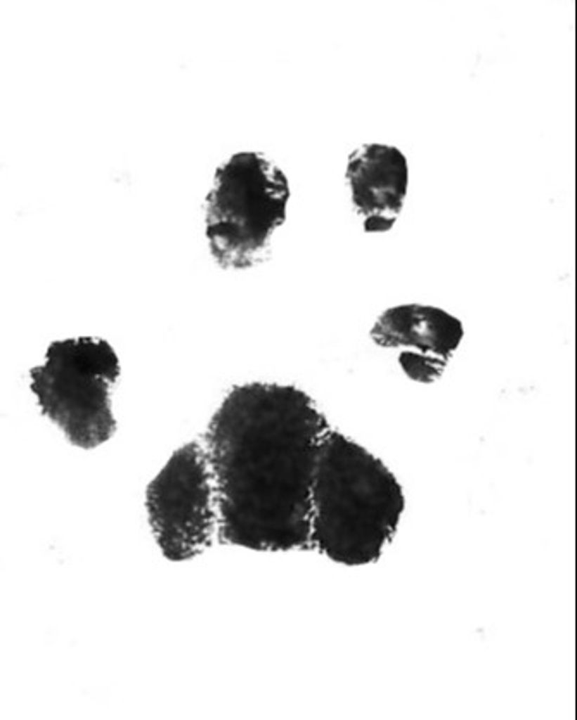 Ming Bumgarner Profile Photo