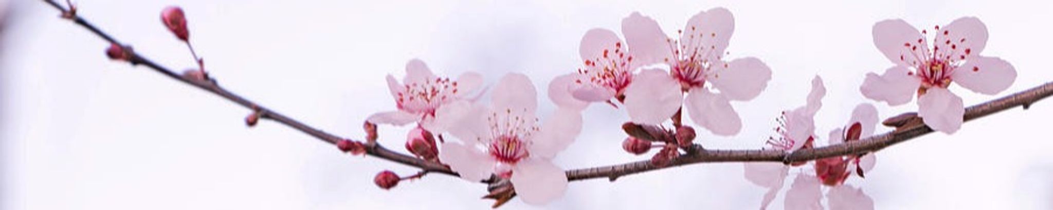 Cover photo for Journi Jade Andrews's Obituary
