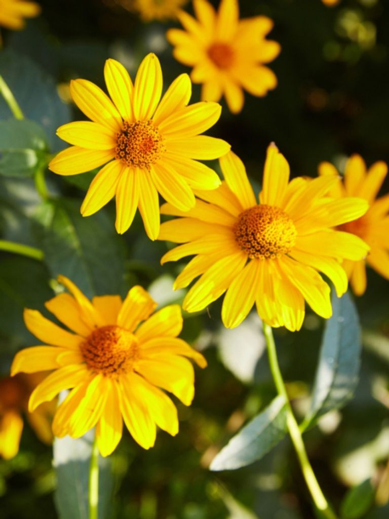 Millicent Lou "Millie" (Peters)  Hunsaker