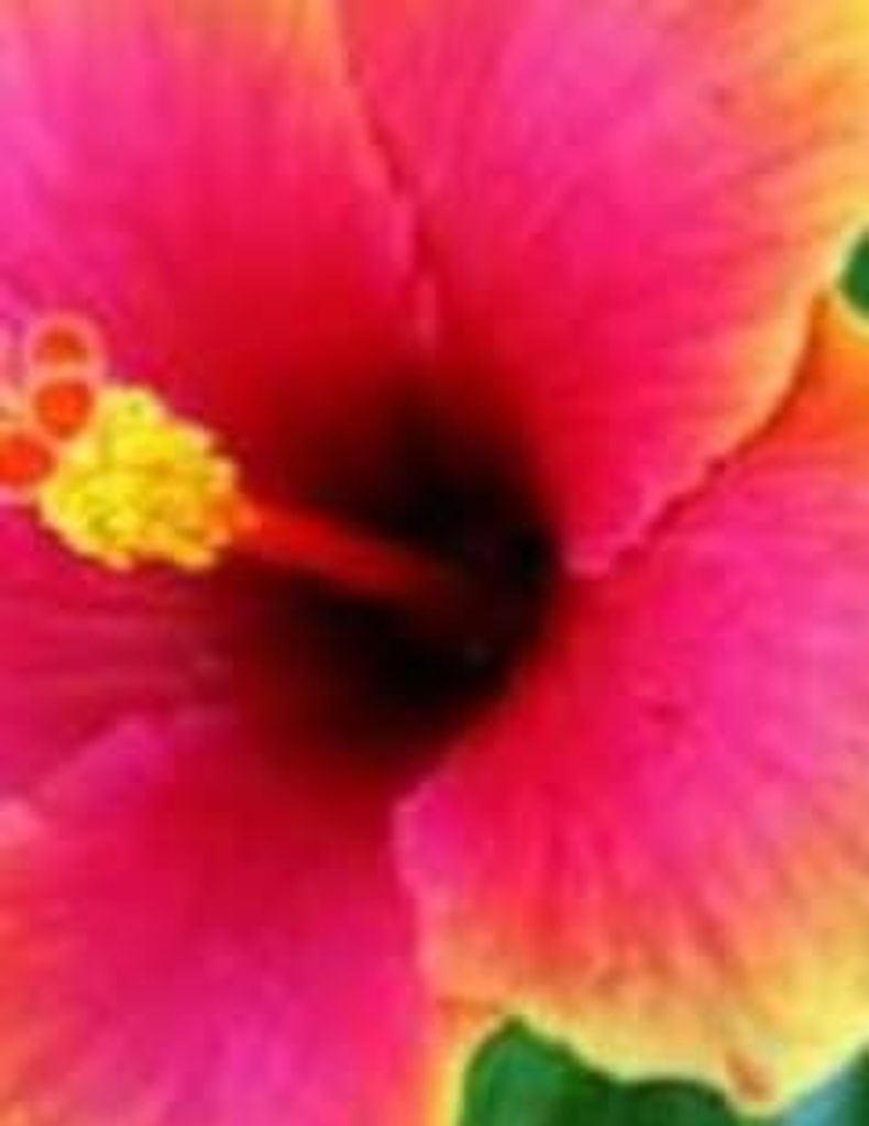 Kathy Cotney Profile Photo