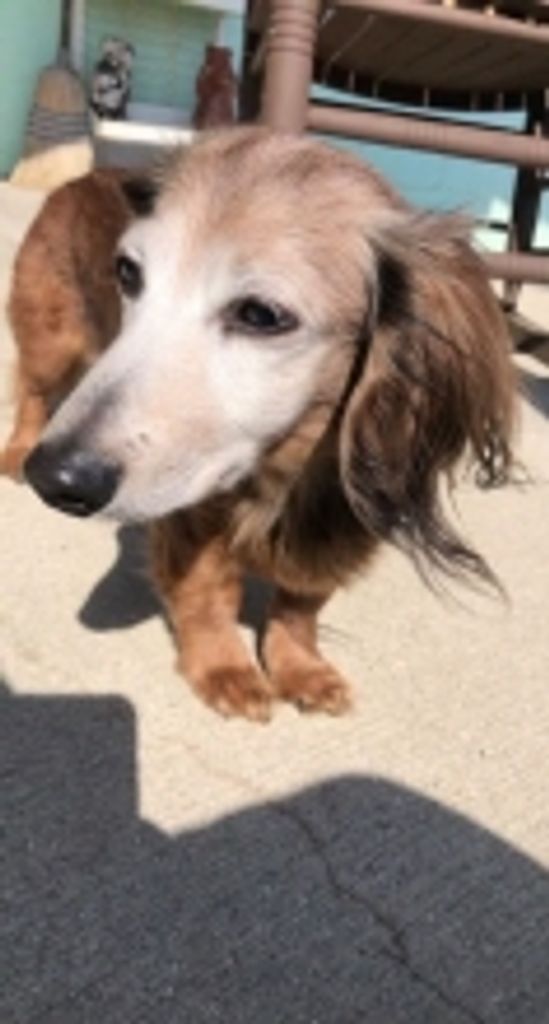Cinnamon Kennedy Profile Photo