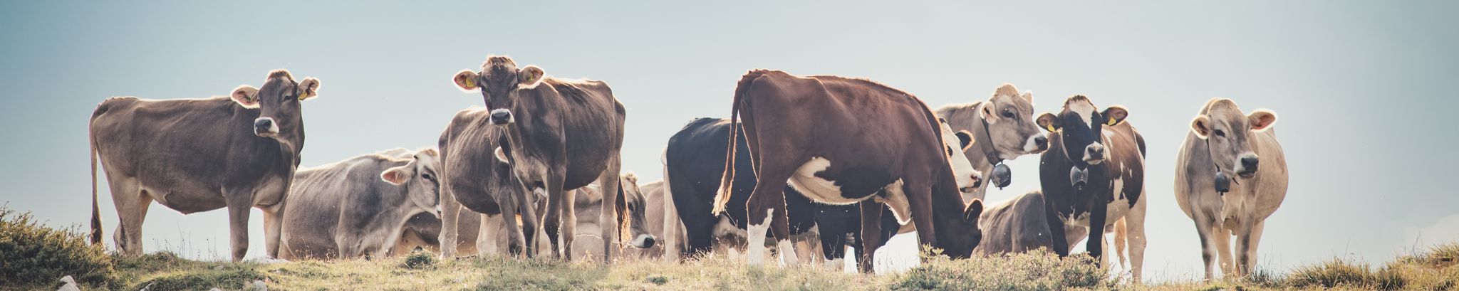 Cover for James Allan "Jim" Mamot's Obituary