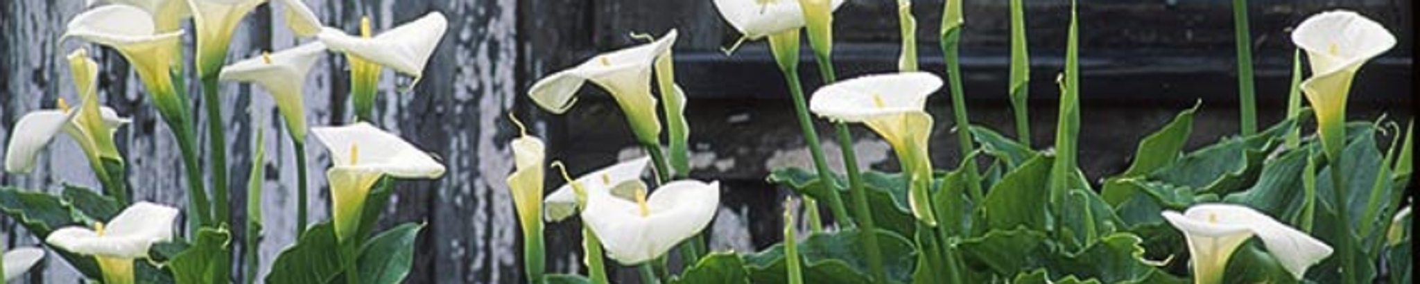 Cover for Marie Laurette Lavallee's Obituary