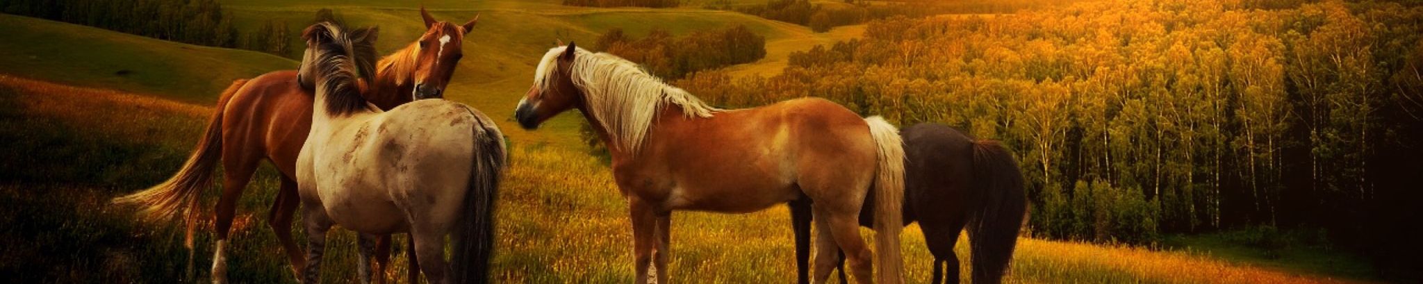 Cover for Dayle Charlene (Blood) Sprague's Obituary