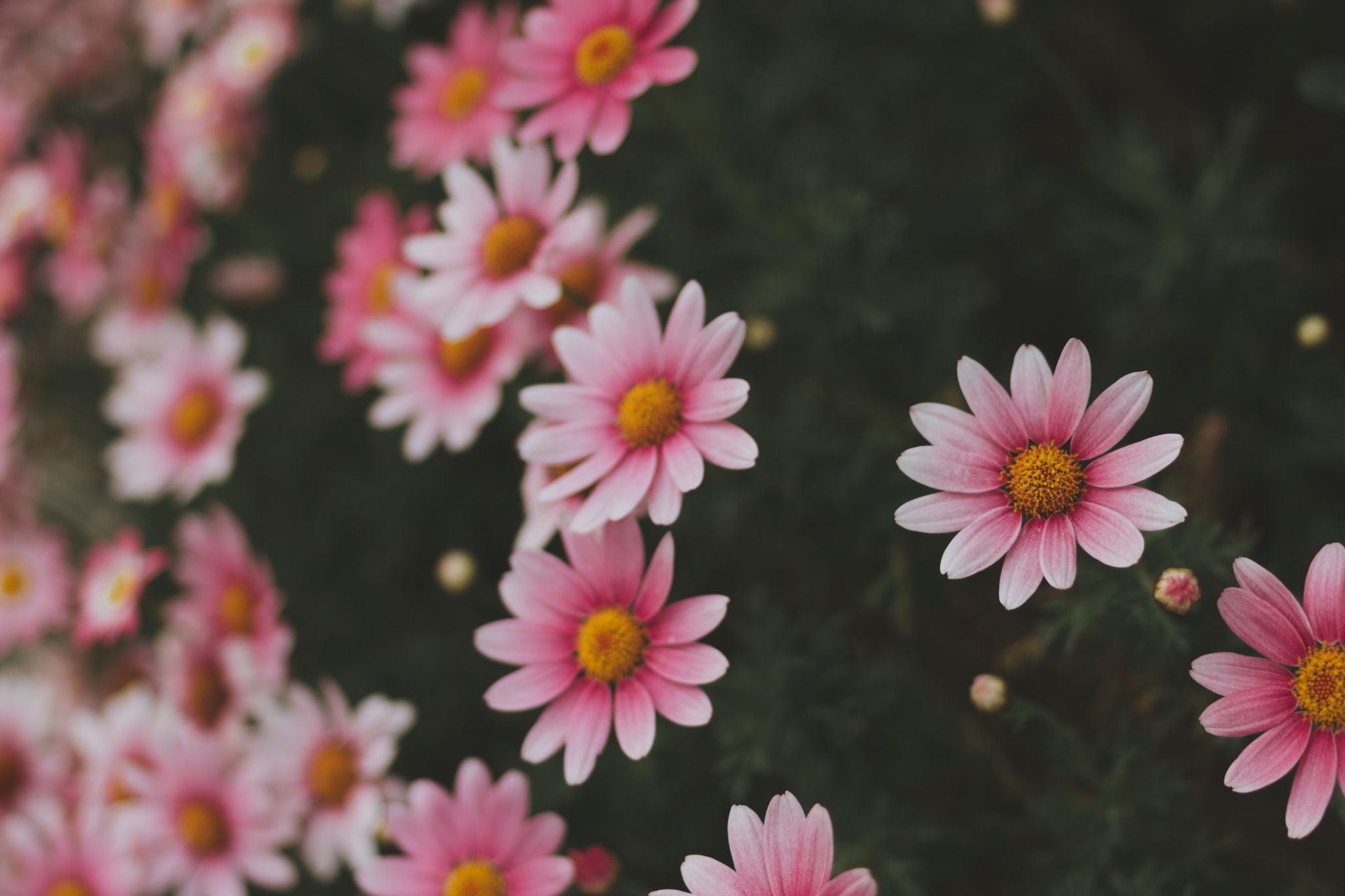 Cover photo for Ella B. Yoder's Obituary