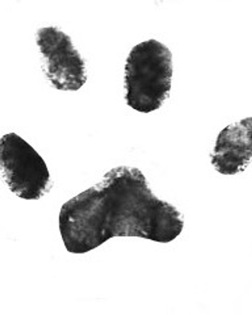 Indigo Schontag Profile Photo