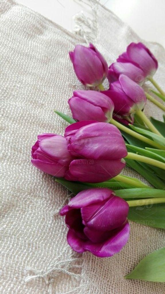 Julia (Porter)  Hill Profile Photo