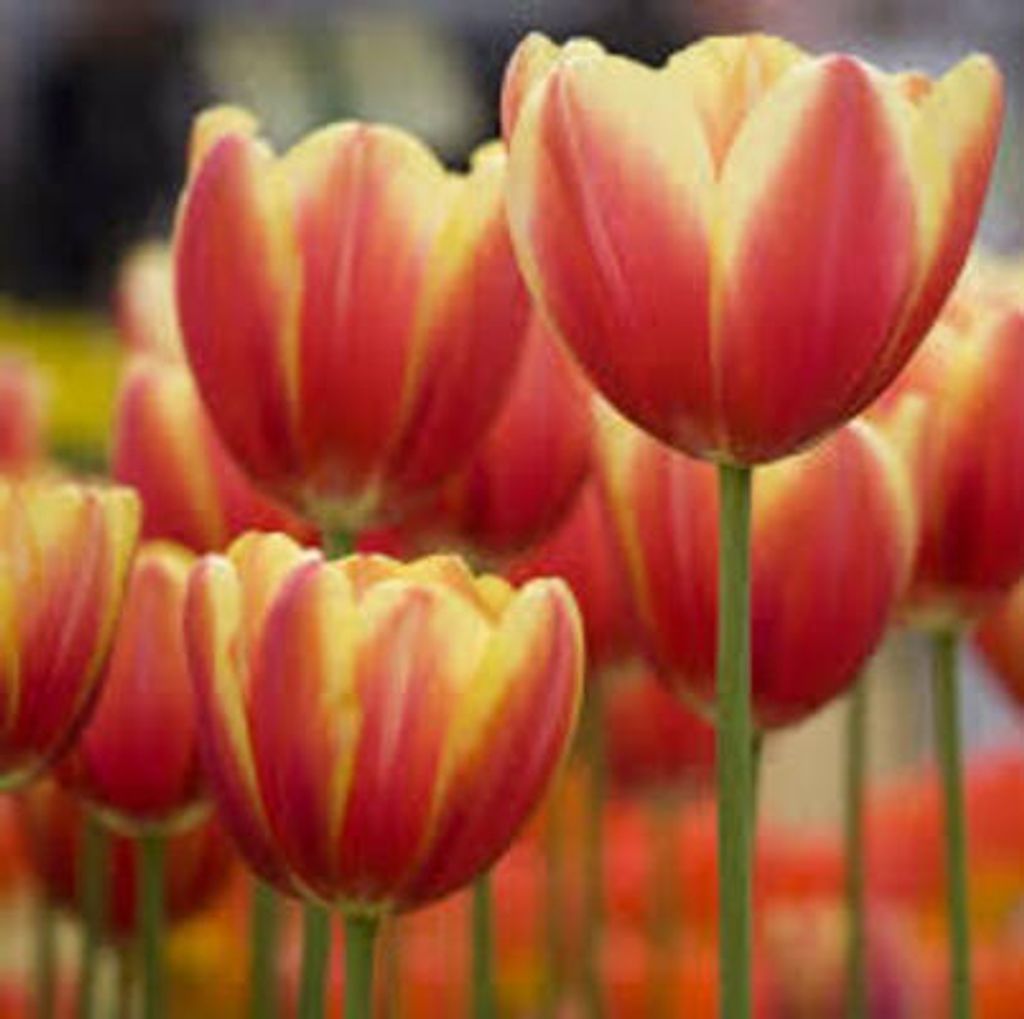 Betsy Gutshall Burns