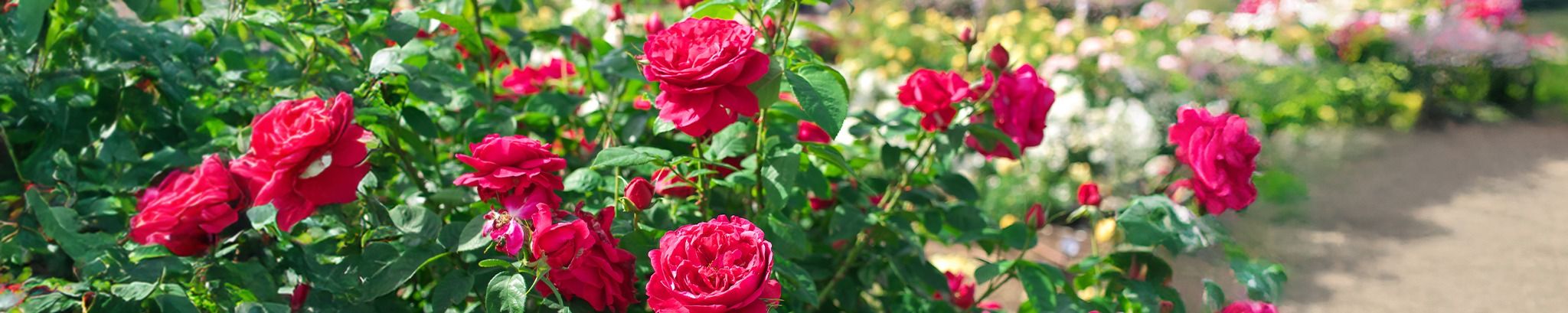 Cover for Kathleen G. Audino's Obituary