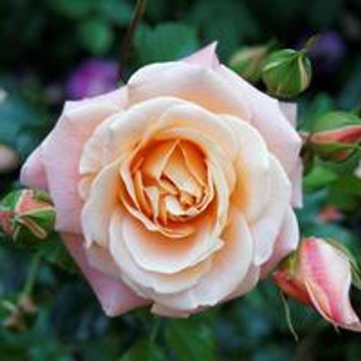 Nancy Ermajean (Callender) Ruggles Profile Photo