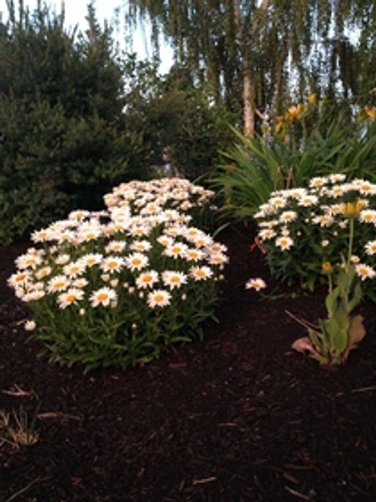 Kathy Johnson Profile Photo