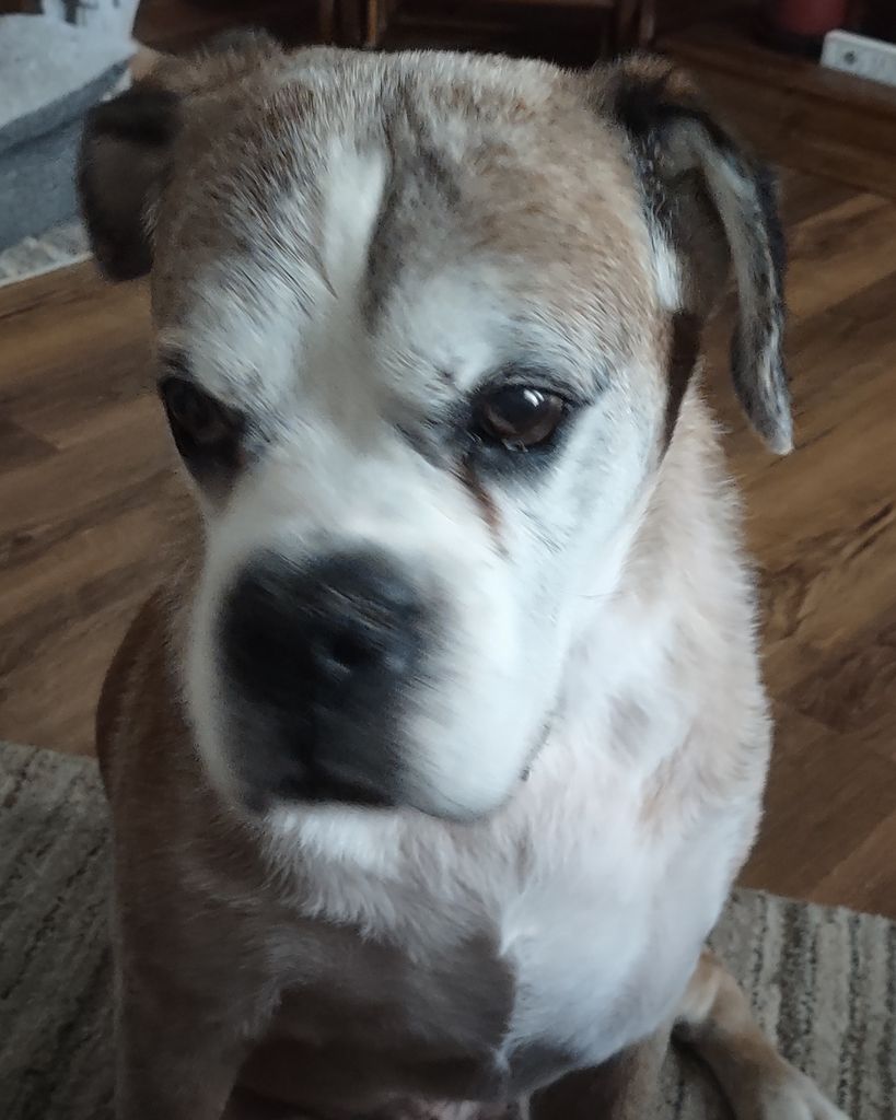 Moose Davey Profile Photo