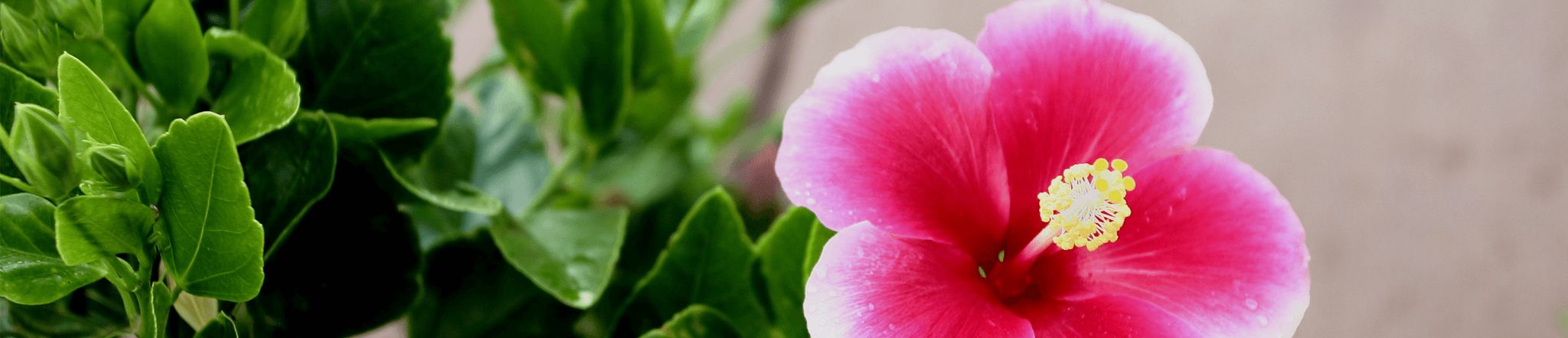 Cover for Marion Dorothy (Sluman)  Jensen's Obituary