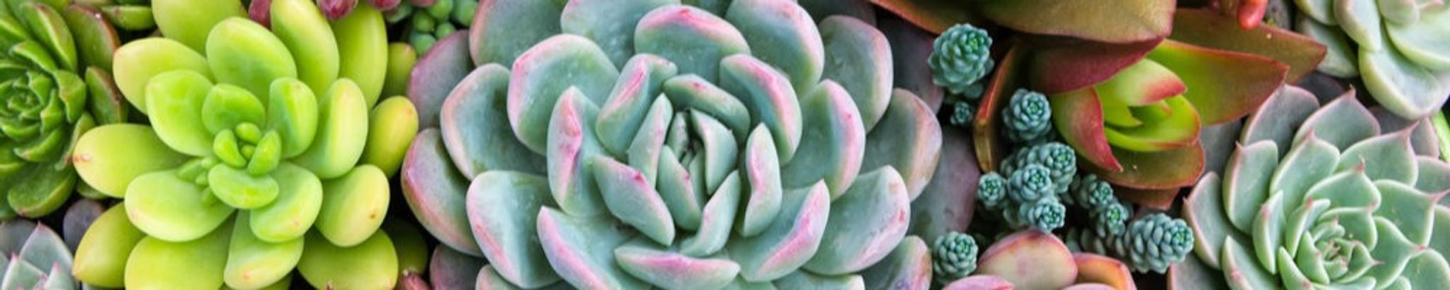 Cover photo for Juniper McOmber's Obituary