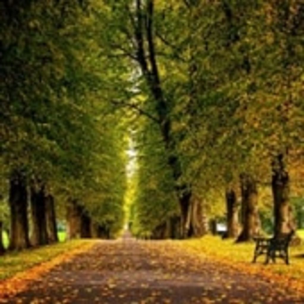 William David Hutchinson Jr.