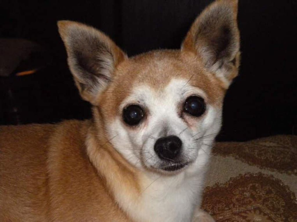 Chica Petty Profile Photo