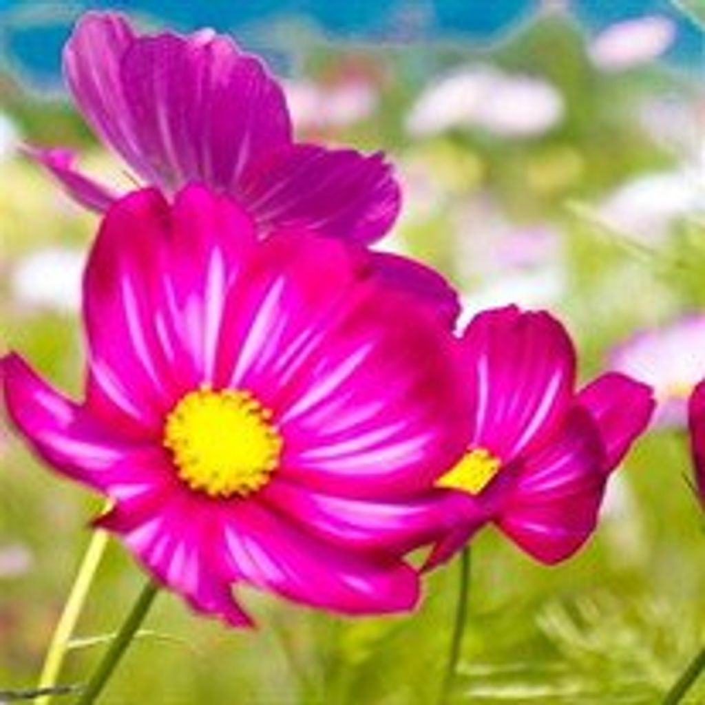 Stefanie  Liroff Ross