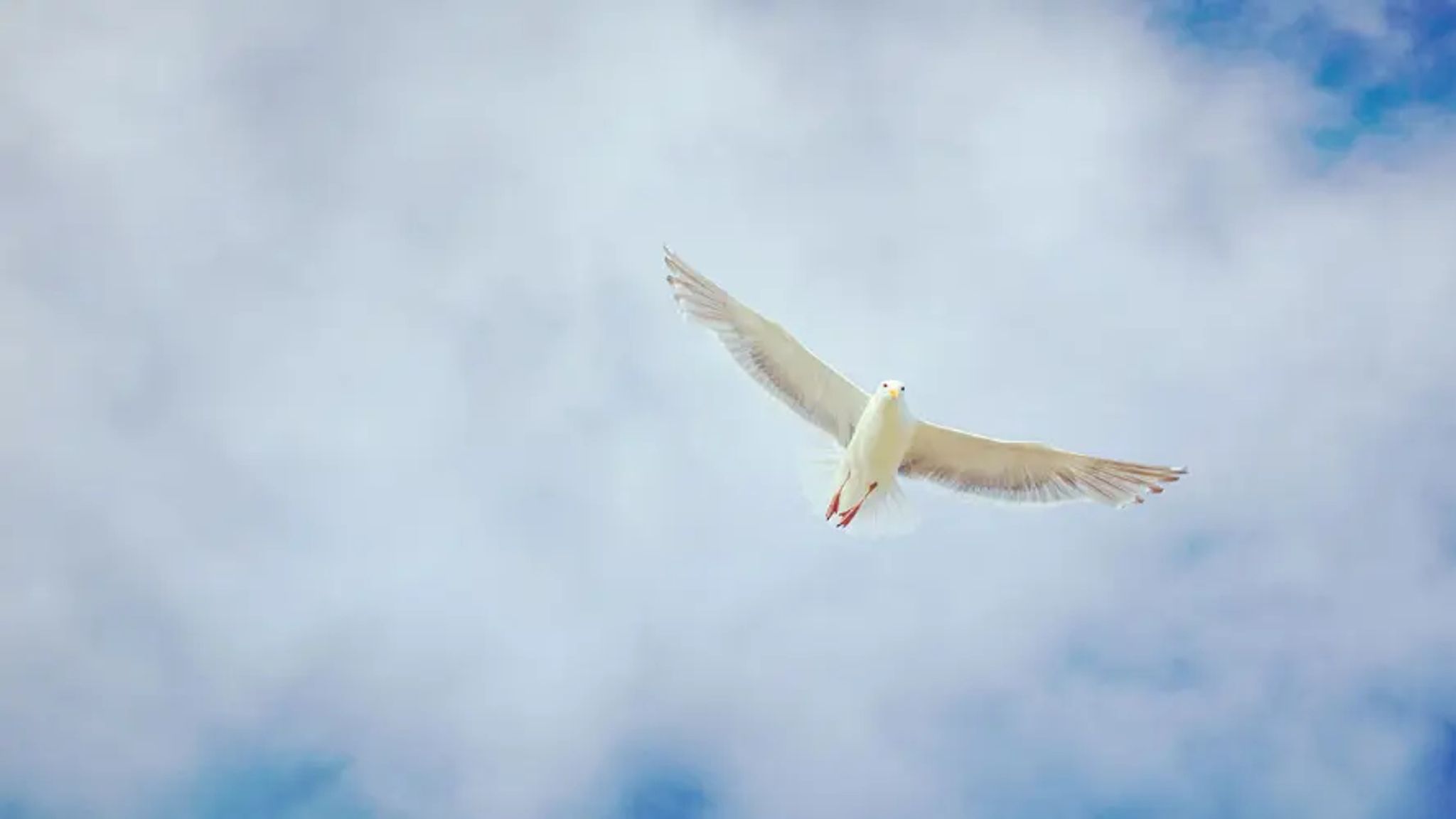 Cover for Mary Jo Staniger's Obituary