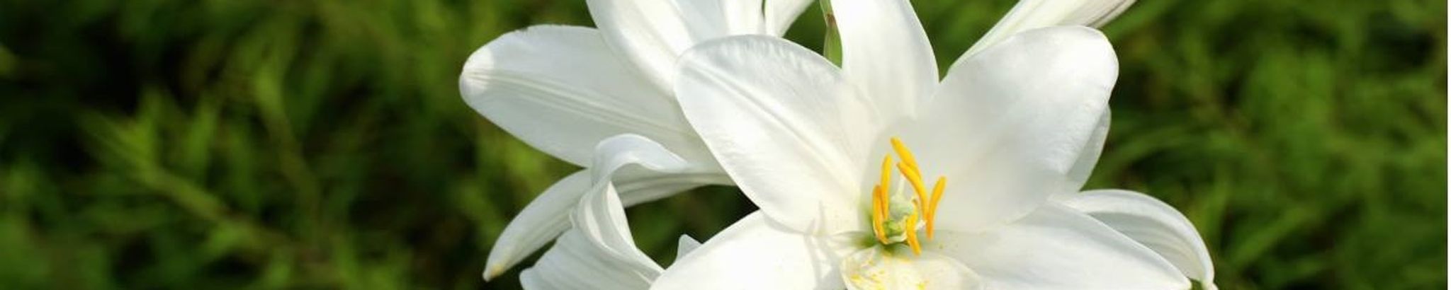 Cover photo for Joan Stevenson's Obituary