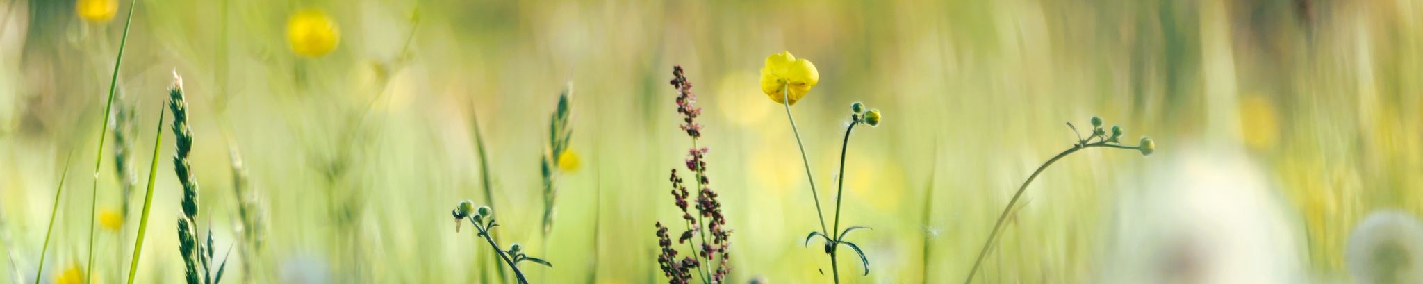 Cover for Nellie L. Horne's Obituary