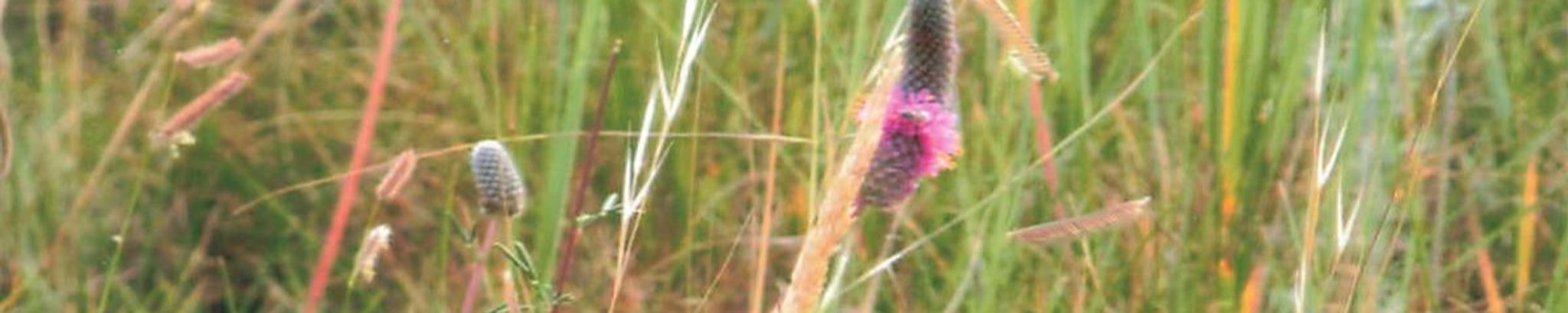 Cover for Carol Sparks's Obituary