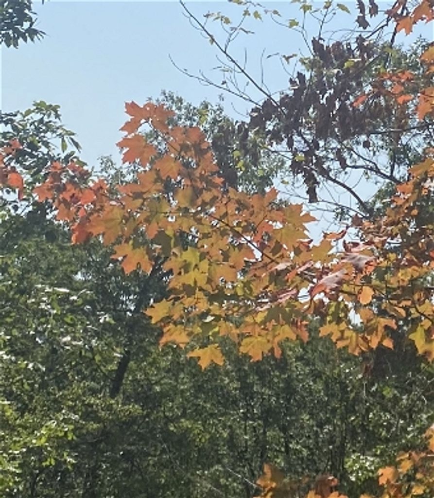 Edward A. Dysart Profile Photo