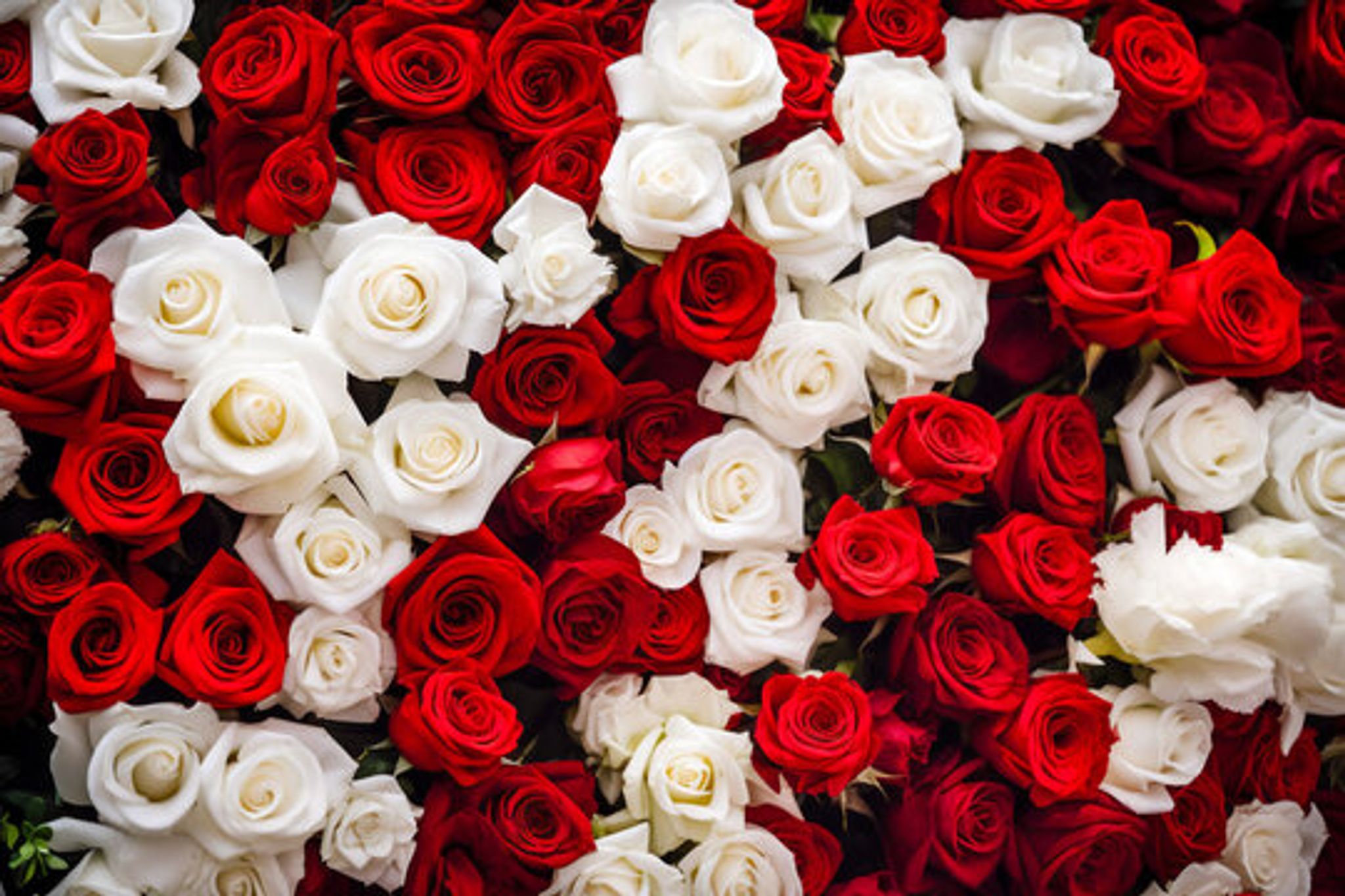 Cover for Aurora Garza Ramirez's Obituary