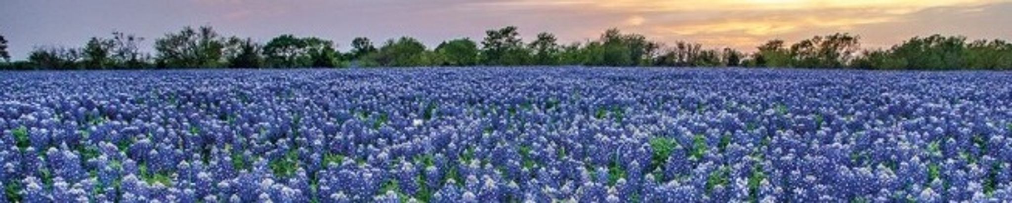 Cover for Sigrid Gude Mills's Obituary