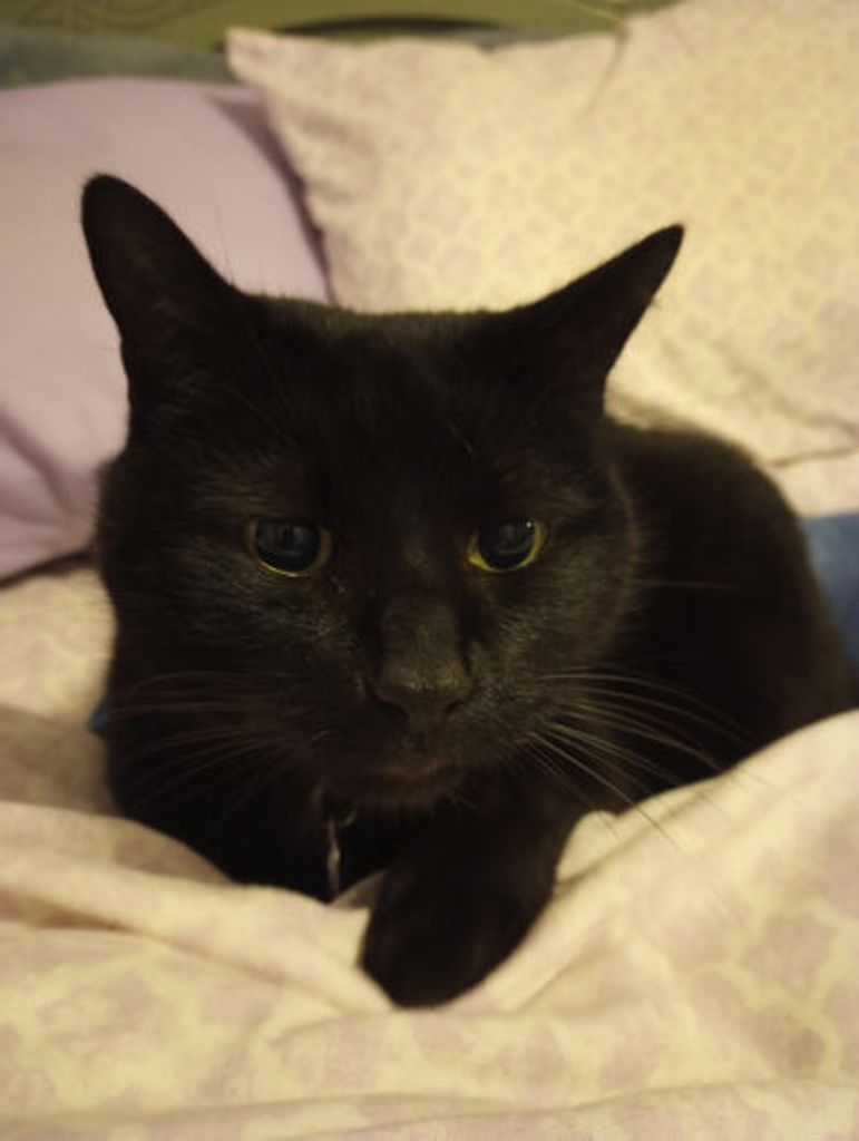 Midnight Wilson Profile Photo