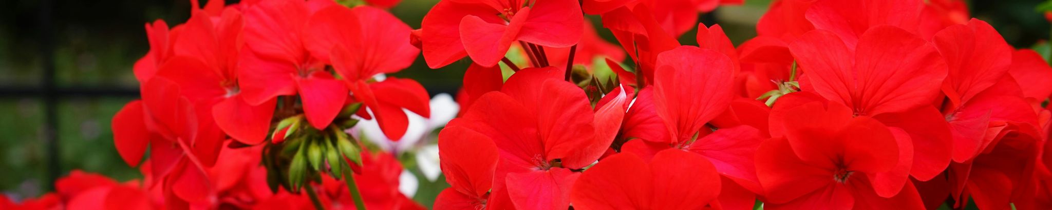 Cover photo for Julia "Judy" Ann Hart Huff's Obituary