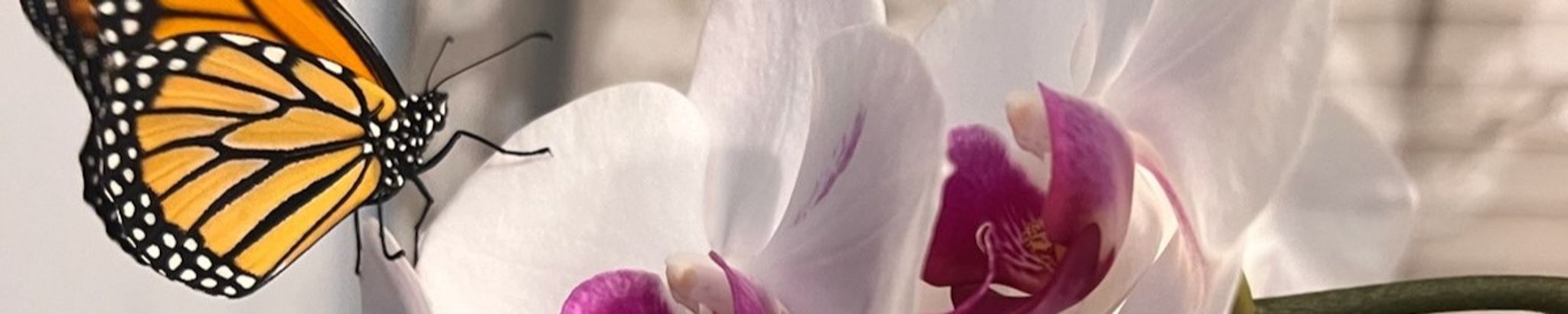 Cover photo for Meyling Sarahi Reyes Gomez's Obituary