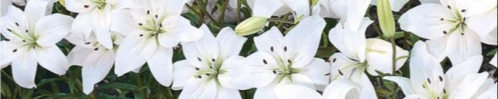 Cover for Barbara Louise Simon's Obituary