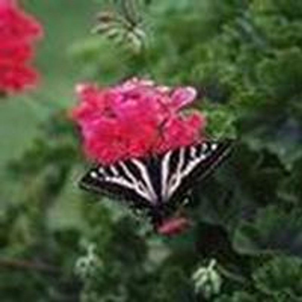 Edith  Marie D'Angelo