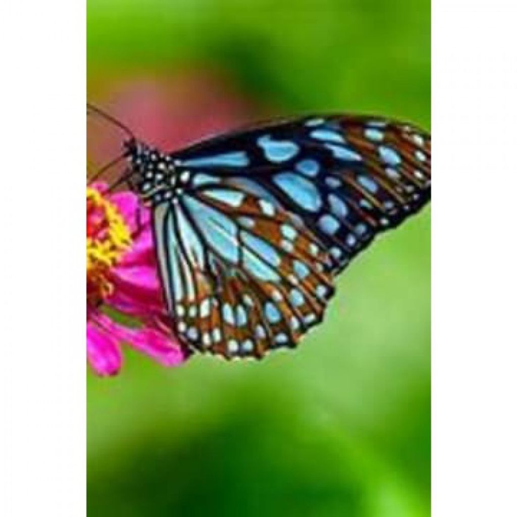 Beth Ann Marie Martin Profile Photo