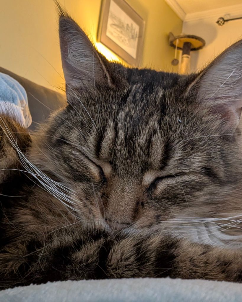 Willow