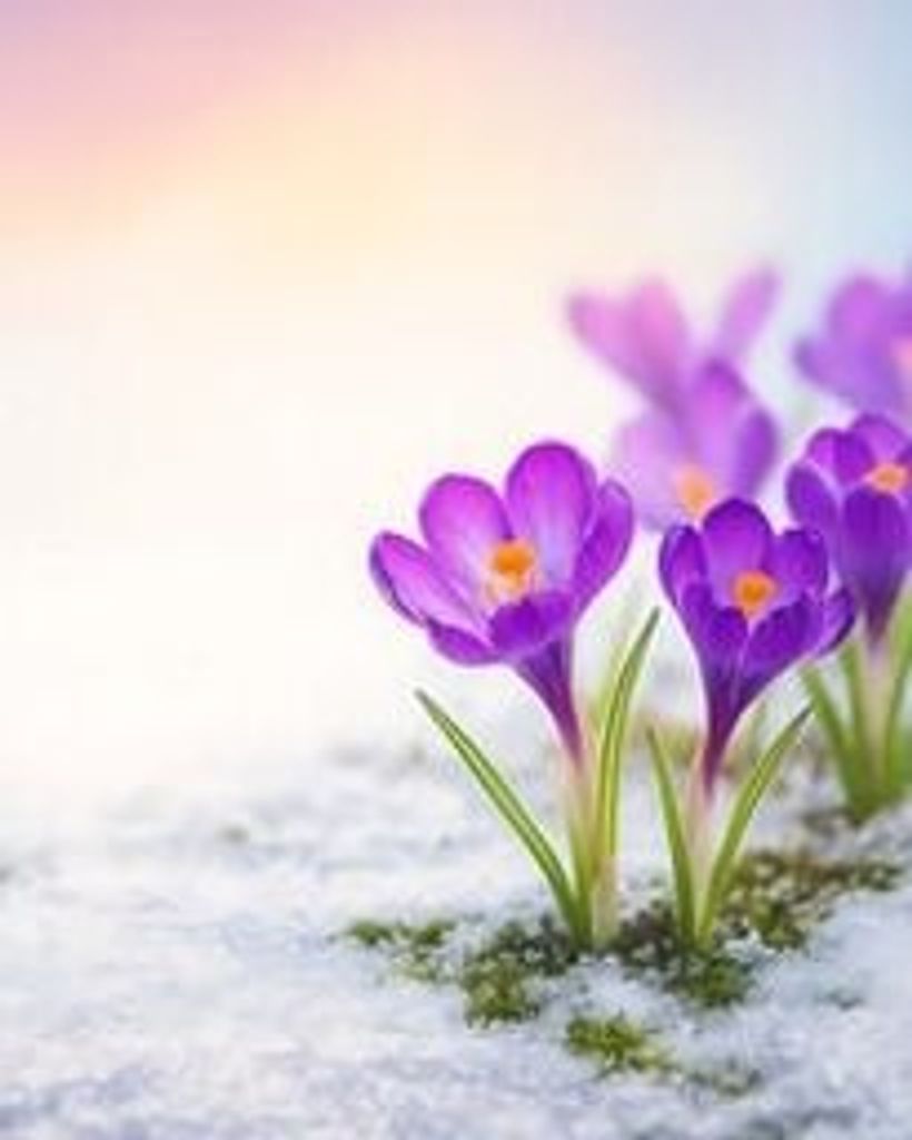 Edith Plank Profile Photo