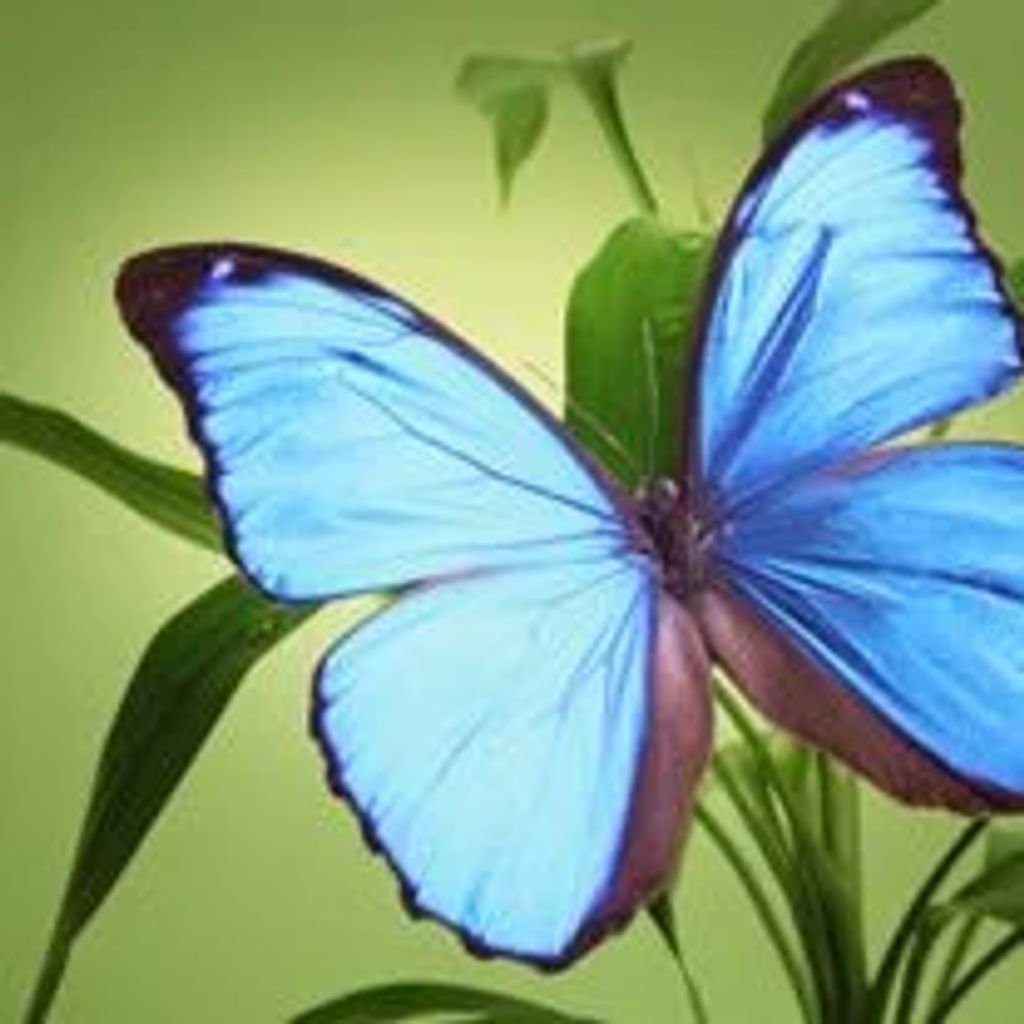Sharron Colee