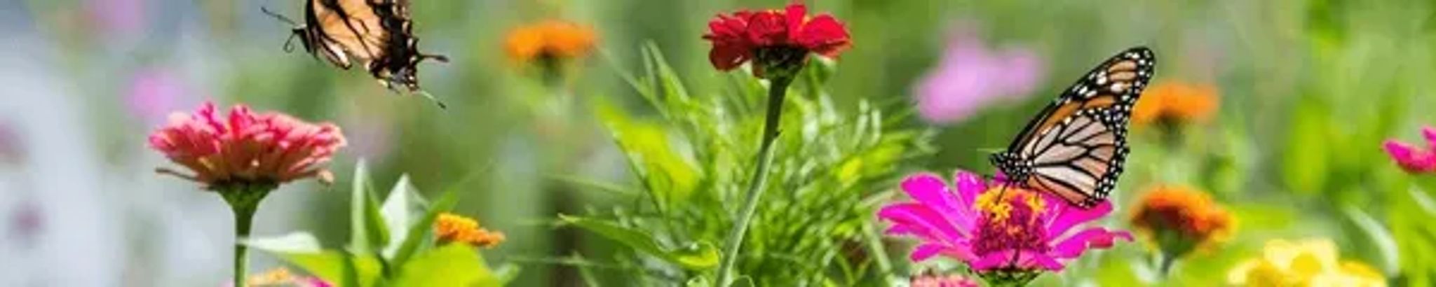 Cover photo for Annie Mary Miller's Obituary