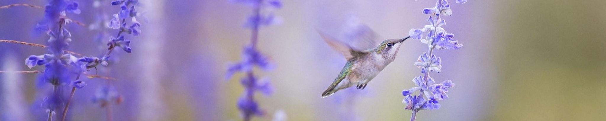 Cover for Vera Wourms's Obituary