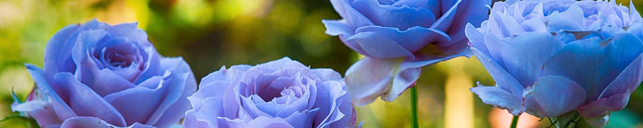 Cover for Gloria Martin Mann's Obituary