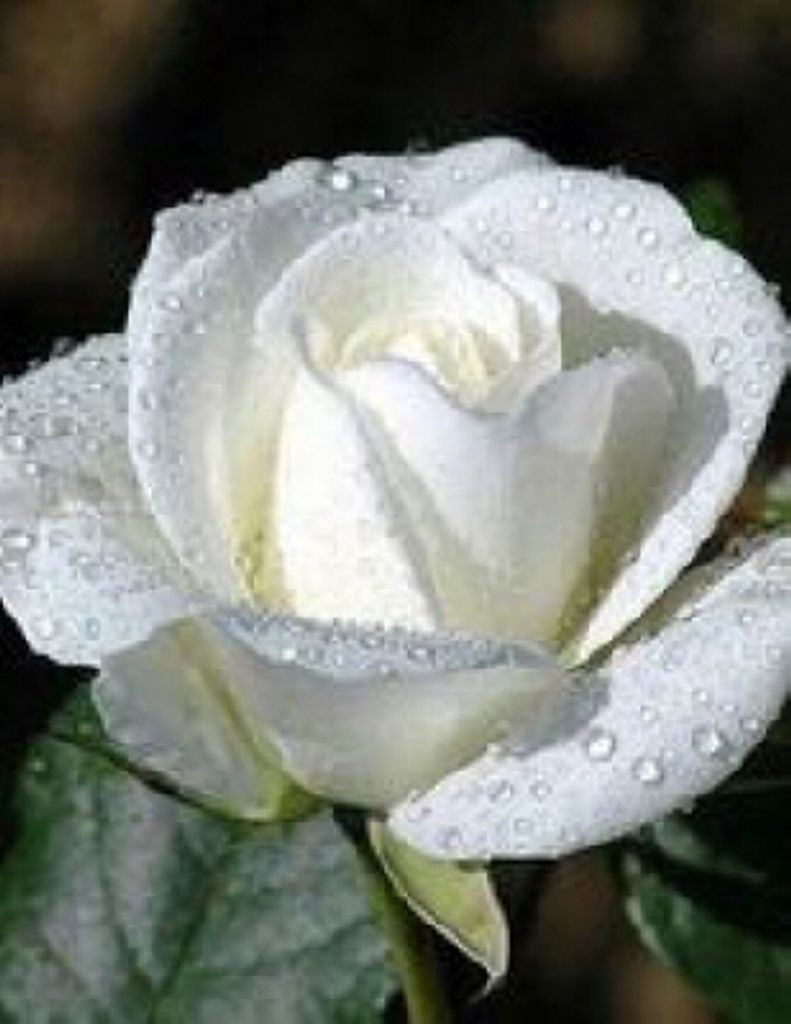 Doris Jeanette Copeland