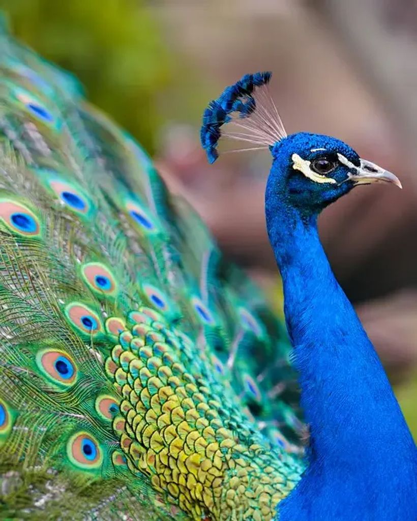 Susan Loretta Harmon Profile Photo