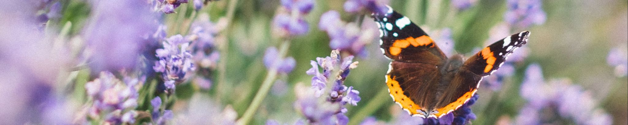 Cover photo for Lannie Bivings's Obituary