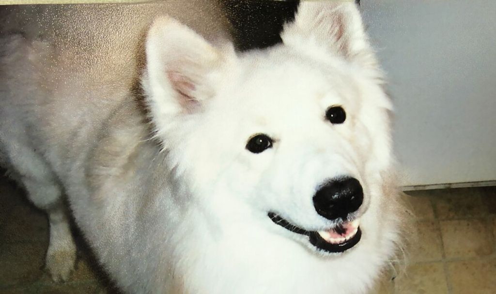 Sammy Frost