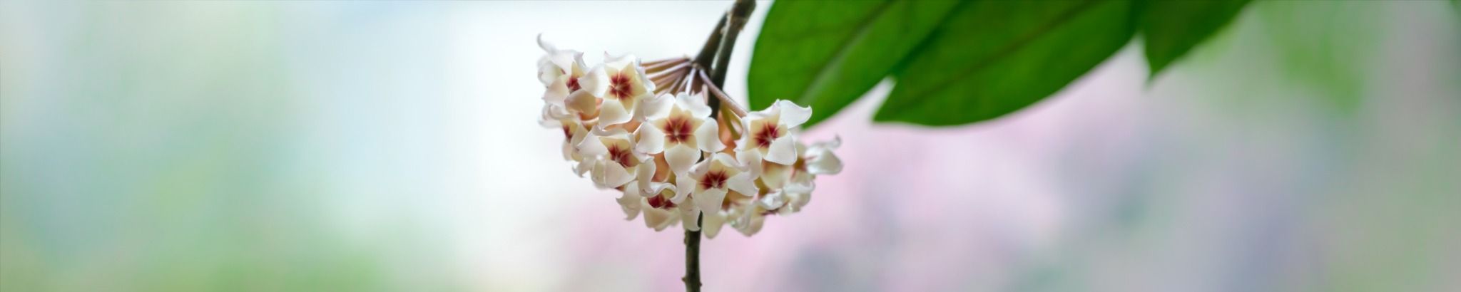 Cover for Jean A. Becker's Obituary