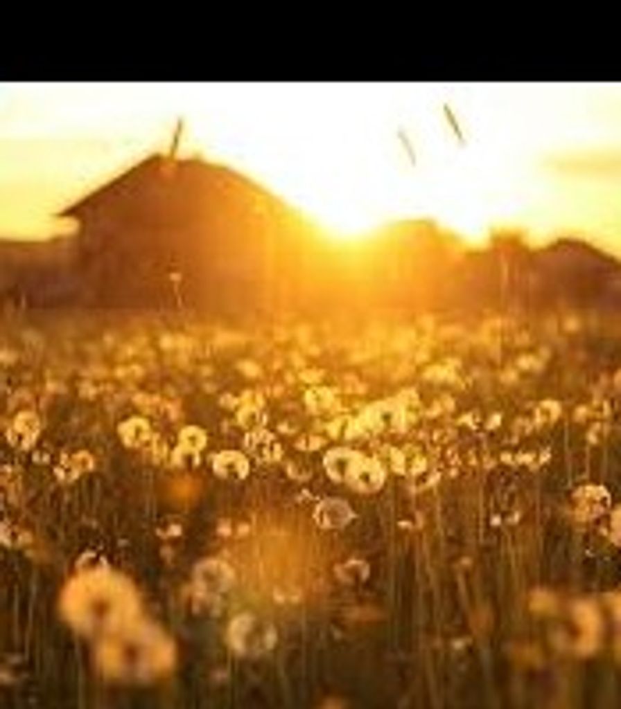 Alison  L. Scott-Viens