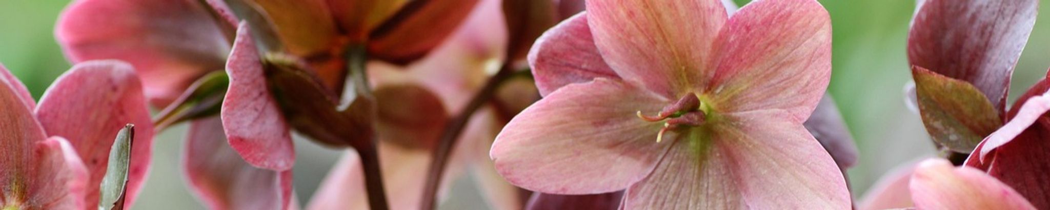 Cover for Elsie R. Selking's Obituary