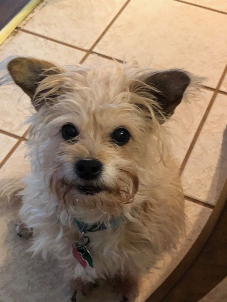 Muffin Profile Photo