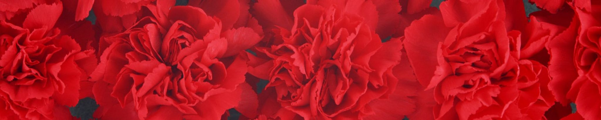 Cover photo for Linda C. Schillaci's Obituary